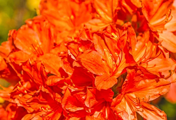 Flowers of azalea in the botanical garden of Kiev. — Stock Photo, Image