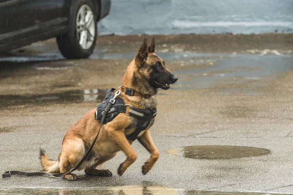 A pedigree sheepdog prepares for training. — Stock Photo, Image