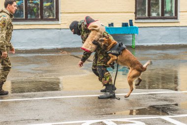 Doğu Avrupa çoban eğitim parçası.