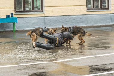 Doğu Avrupa çoban eğitim parçası.