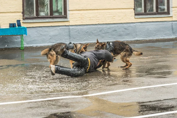 Doğu Avrupa çoban eğitim parçası.