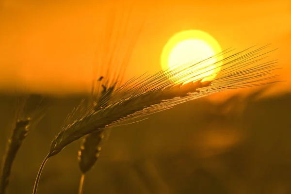 Un campo de trigo al sol con un fondo desenfocado . —  Fotos de Stock