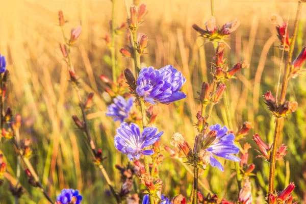 Синие цветы дикого цикория в поле в лучах рассвета . — стоковое фото