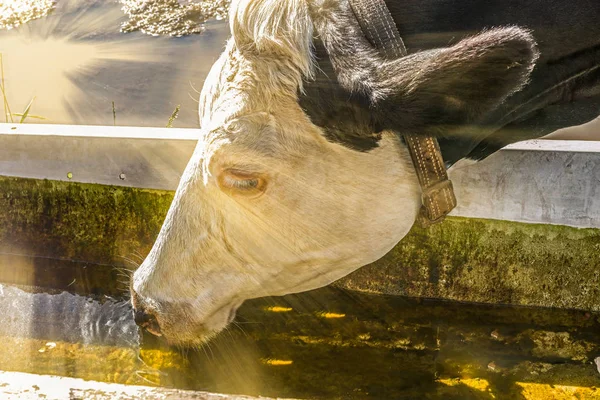 Сучасне тваринництво - корова п'є воду  . — стокове фото
