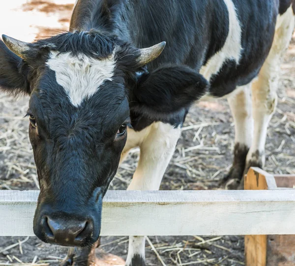 Retrato de un toro joven en un campo para el ganado de verano caminando . — Foto de Stock