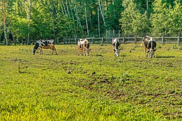 Fekete-fehér tejelő tehenek az oldalon a nyári tehenek a Mezhyhirye traktus közelében Kiev legeltetés. — Stock Fotó