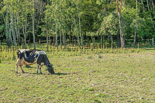 Vaca lechera negra y blanca pastando en su lugar para las vacas de verano en Mezhyhiria cerca de Kiev . — Foto de Stock
