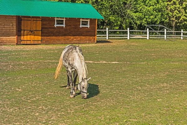 A beautiful horse on a summer playground in the background of a fragment of a stable in Mezhyhiria near Kiev.