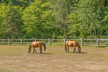 Bir yaz Bahçesi Mezhigiri Kiev yakınındaki bir ahırda bir parçası arka planda üzerinde güzel atlar.