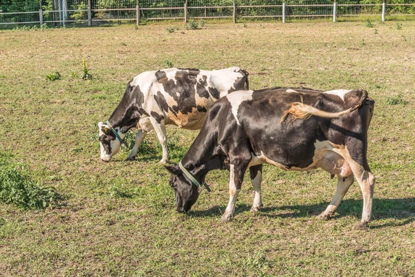 Vaches laitières noires et blanches broutant sur le site pour les vaches d'été dans la région de Mezhyhirye près de Kiev . — Photo