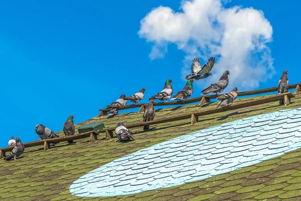 Чистые голуби отправляются в полет. Ориентир для голубей - световой круг на крыше голубя . — стоковое фото