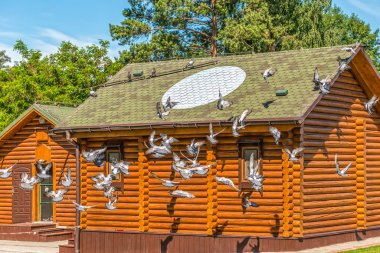 Safkan güvercinler ahşap dovecote yakınındaki ve Mezhyhirya Kiev yakınındaki taş bir platformda.