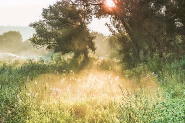 Güneş ışınları bir sis ve ağaç'ın siluet şafak.