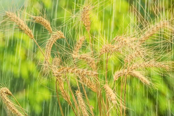 Chuva de verão e espiguetas de trigo . — Fotografia de Stock