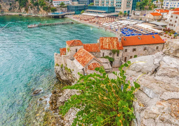 Hermosa planta en la pared de piedra de la antigua ciudadela del casco antiguo de Budva, Montenegro . — Foto de Stock