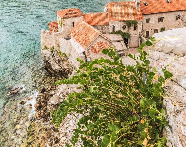 Hermosa Planta Pared Piedra Antigua Ciudadela Del Casco Antiguo Budva — Foto de Stock