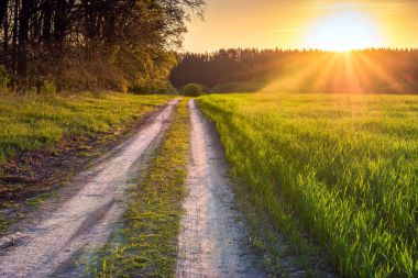 Kiev region, Ukrayna bahar buğday alanında Dawn. Yol Mayıs da alan.