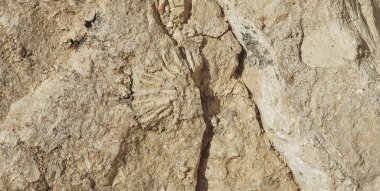 Sharm El Sheikh, Mısır 'daki mercan taşı yapısı.