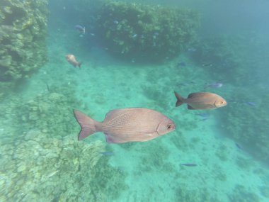 Denizde balık. Kızıl Deniz 'de sualtı çatışması. Güzel sualtı dünyası.
