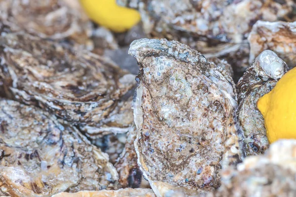 閉じたカキのクローズアップ 新鮮な牡蠣の殻 魚市場の軟体動物 媚薬海の食品店 高価な新鮮な食品 料理レストランメニュー — ストック写真