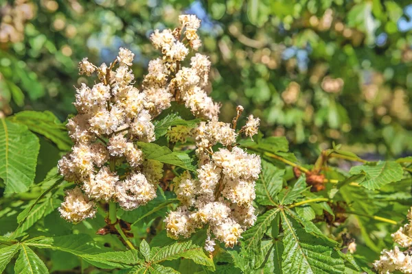 Цветы Дерева Каштан Весной Цветут Цветущие Каштановые Цветы Aesculus Hippocastanum — стоковое фото