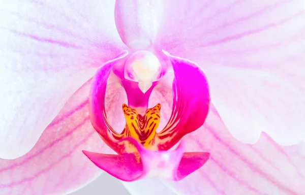 Fragment Une Belle Fleur Orchidée Phalaenopsis Blanc Violet Connue Sous — Photo