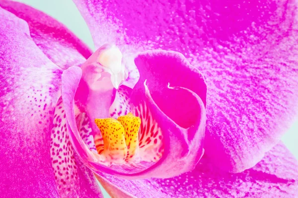 Mor Orkide Çiçeğinin Bir Parçası Yakın Plan — Stok fotoğraf