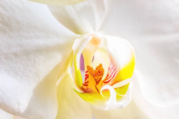 Weiße Orchideenblüte Fragment Makro — Stockfoto