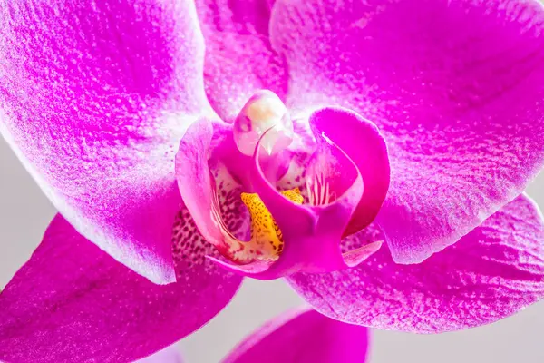 Bela Flor Orquídea Falaenopsis Roxo Conhecido Como Borboleta Agitação Macro — Fotografia de Stock