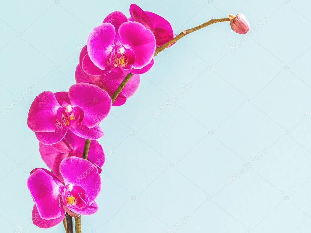 Beautiful purple phalaenopsis orchid flower, known as the fluttering butterfly.