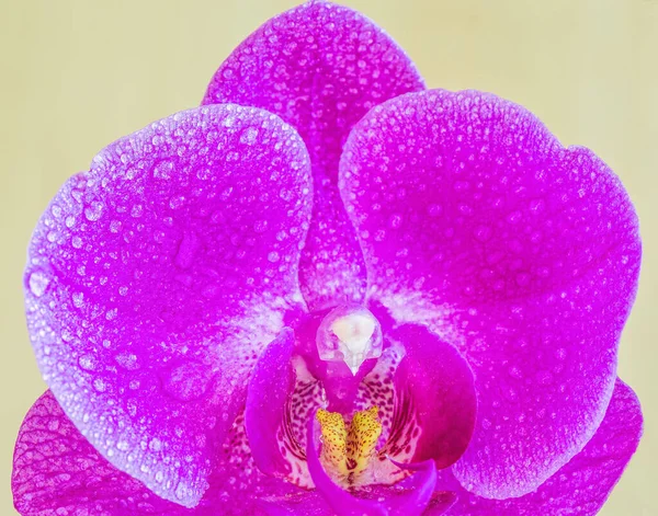Fragment Purpurowego Orchidei Kwiat Zbliżenie — Zdjęcie stockowe