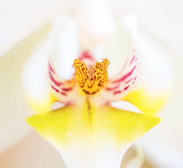 Bílá Orchidej Květiny Fragment Makro — Stock fotografie
