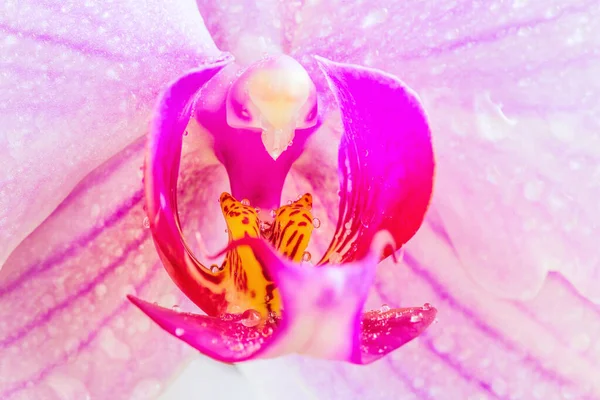 Bela Flor Orquídea Falaenopsis Luz Púrpura Conhecida Como Borboletas Agitadas — Fotografia de Stock