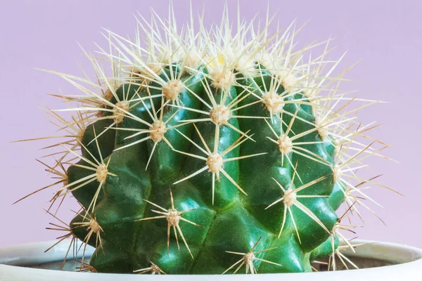 Altın Fıçı Kaktüsü, Kayınvalidenin Yastığı (Echinocactus grusonii)