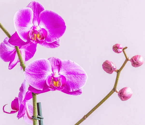 Colori Dei Phalaenopsis Viola Conosciuti Come Farfalle Del Orchid Volo — Foto Stock