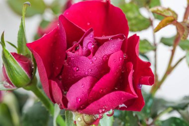 Su damlalı güzel kırmızı bir gül. Yakın çekim..