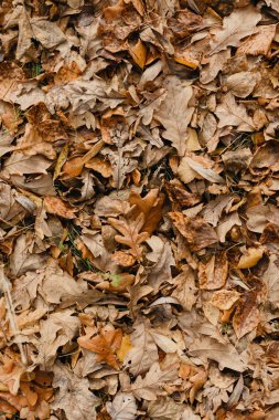 Güzü yaprakları / turuncu doku