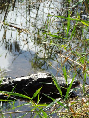 Florida Everglades Ulusal Parkı 'ndaki Köpekbalığı Vadisi Gözlem Kulesi' ne giden Tram Yolu boyunca Timsah