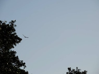 Everglades Ulusal Parkı, Florida 'da Doğa