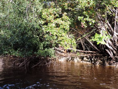 Everglades Ulusal Parkı, Florida 'da Doğa