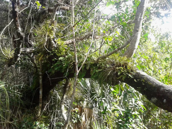 Φύση Στο Εθνικό Πάρκο Everglades Φλόριντα — Φωτογραφία Αρχείου