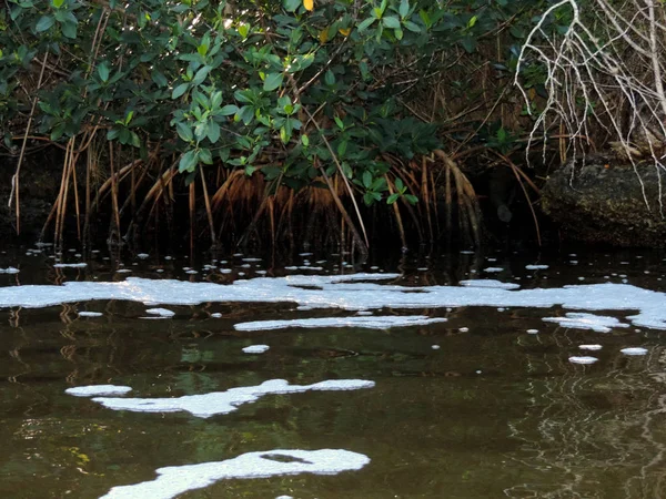 Φύση Στο Εθνικό Πάρκο Everglades Φλόριντα — Φωτογραφία Αρχείου