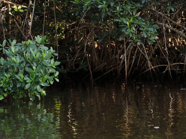 Φύση Στο Εθνικό Πάρκο Everglades Φλόριντα — Φωτογραφία Αρχείου