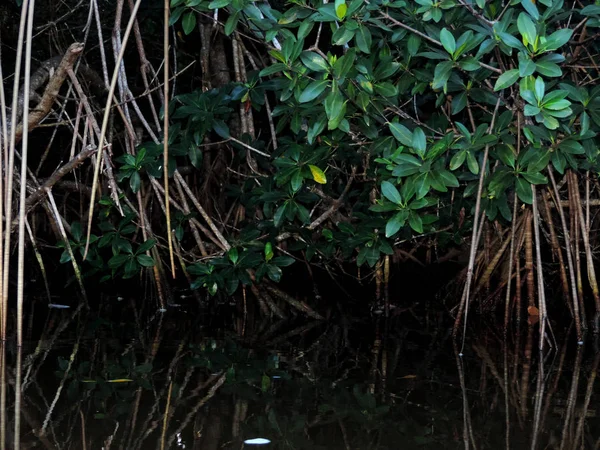 Природа Еверґлейдсі Флорида — стокове фото