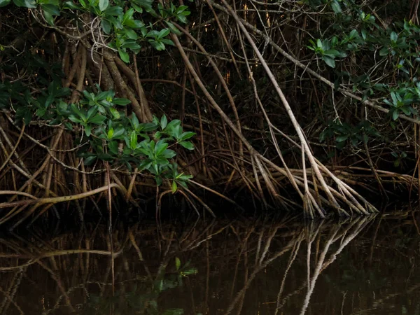 Φύση Στο Εθνικό Πάρκο Everglades Φλόριντα — Φωτογραφία Αρχείου