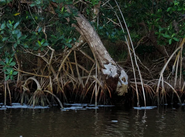 Природа Еверґлейдсі Флорида — стокове фото