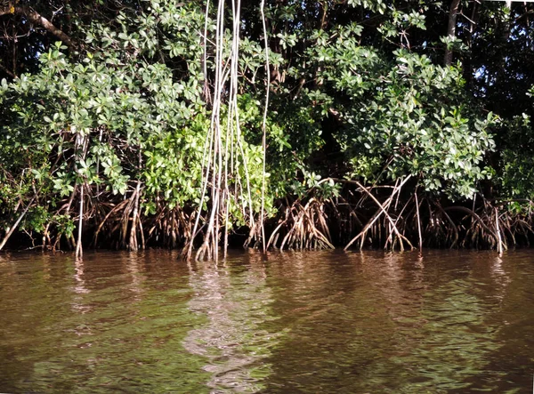 Φύση Στο Εθνικό Πάρκο Everglades Φλόριντα — Φωτογραφία Αρχείου