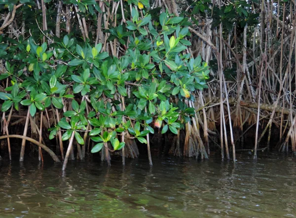 Nature Dans Parc National Des Everglades Floride — Photo