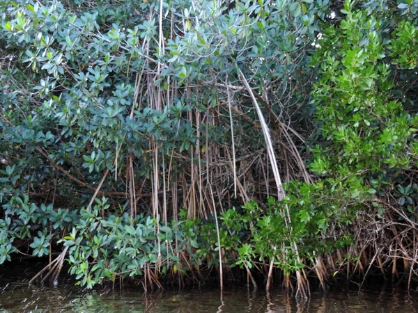 Természet Everglades Nemzeti Park Florida — Stock Fotó