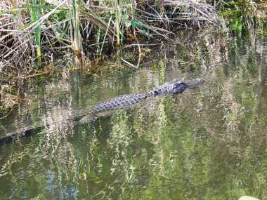 Florida Everglades Ulusal Parkı 'ndaki Köpekbalığı Vadisi Gözlem Kulesi' ne giden Tram Yolu boyunca Timsah